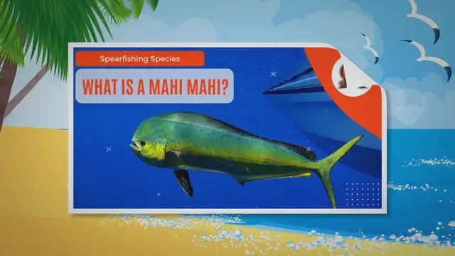 'Video thumbnail for What Is A Mahi Mahi?'