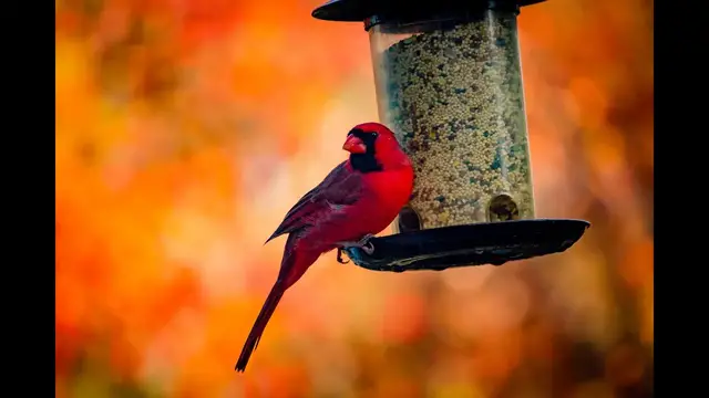 'Video thumbnail for Identify backyard birds of Massachusetts!'