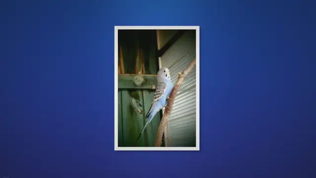 'Video thumbnail for Unlocking the Mystery: Exploring the Life Expectancy of Parakeets and How to Increase Their Lifespan'