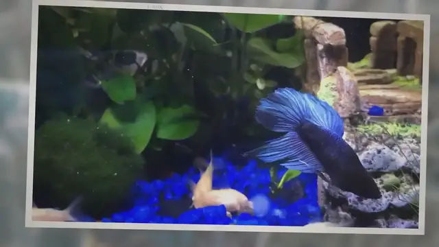 'Video thumbnail for What Kind Of Shrimp Can Live With A Betta?'