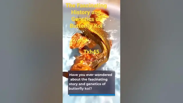 'Video thumbnail for The most Amazing Fascinating History and Genetics of Butterfly Koi'
