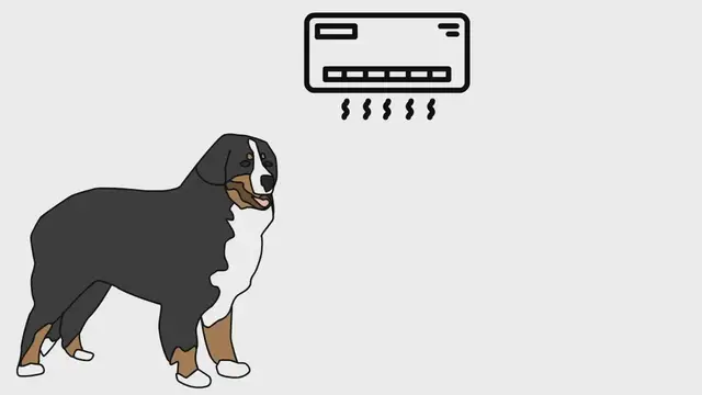 'Video thumbnail for Do dogs feel cold in ac'