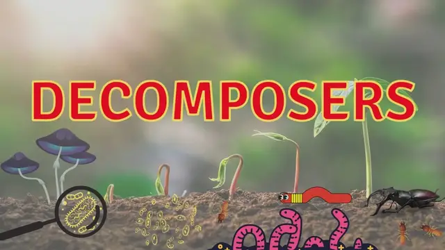 'Video thumbnail for Decomposers'