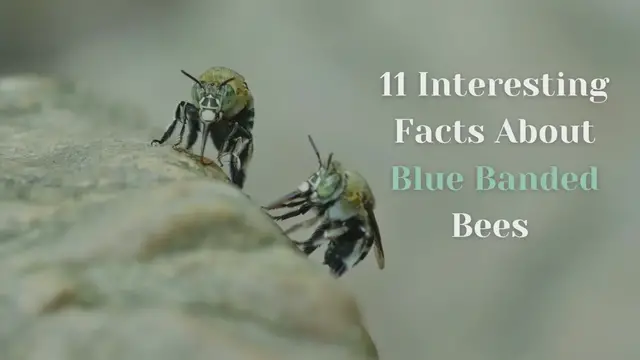 'Video thumbnail for Interesting Facts About Blue Banded Bees'