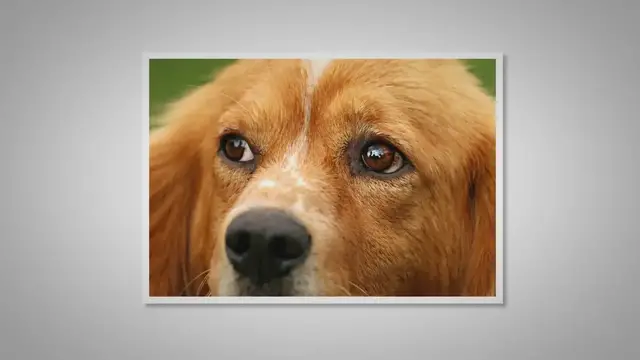 'Video thumbnail for Dogs with Blue Eyes: the Full Guide'