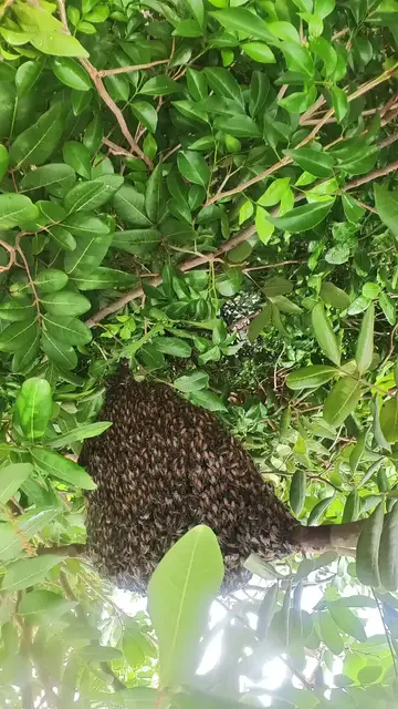 'Video thumbnail for Amazing wild bee'
