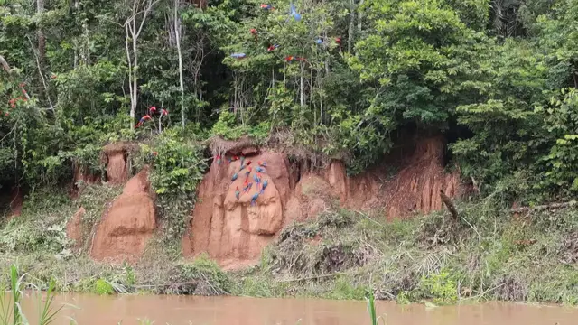 'Video thumbnail for Tambopata Clay Lick - papegaaien kijken'