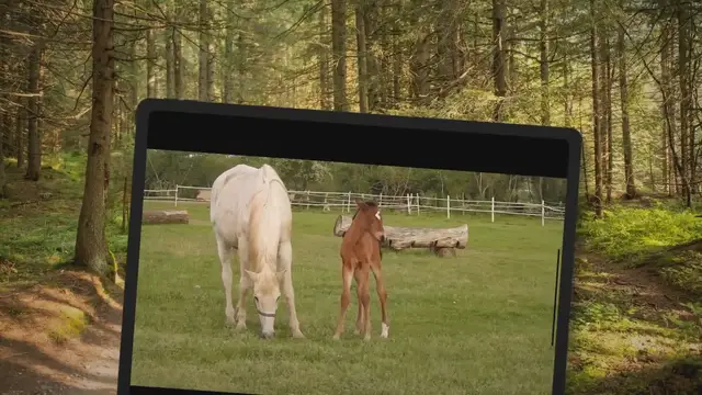 'Video thumbnail for Health Benefits Of Horse Grazing – Why Do Horses Need Grass?'