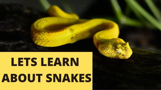 'Video thumbnail for Are Snakes Cold blooded (Lets Learn Together)'