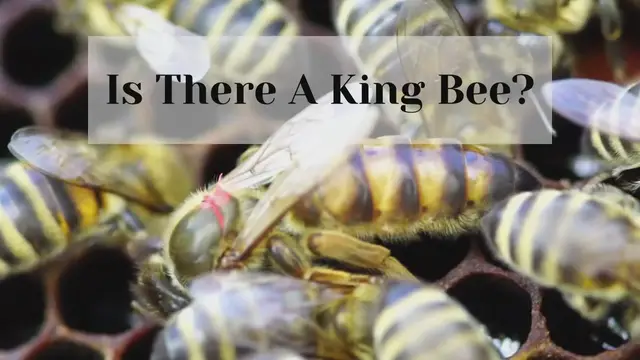 'Video thumbnail for Is There A King Bee?'
