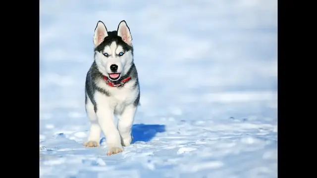 'Video thumbnail for Siberian husky – opis rasy'