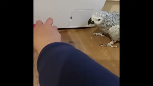 'Video thumbnail for When african grey parrot angry'