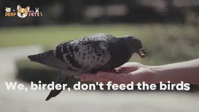 'Video thumbnail for Birds'