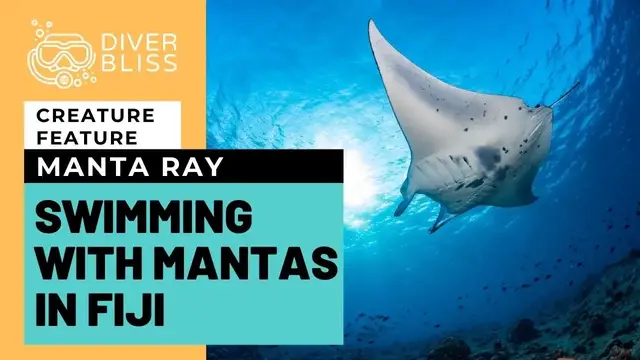 'Video thumbnail for Swimming with Manta Rays in Fiji at Mantaray Island Resort'