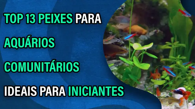 'Video thumbnail for Top 13 peixes para aquários comunitários ideais para iniciantes'