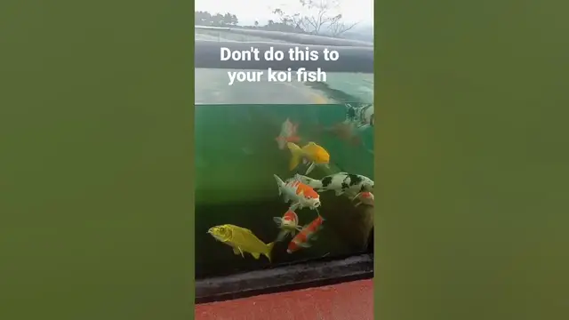 'Video thumbnail for Don't do this to your koi'