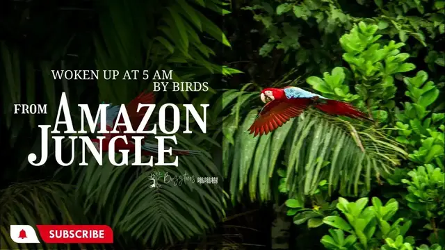 'Video thumbnail for WokenUpAt5am - The Sound of Amazon Jungle at morning - Birds , Forest Sounds'