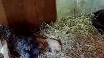 'Video thumbnail for Pearl and baby May 9, 2010 - Video 2'