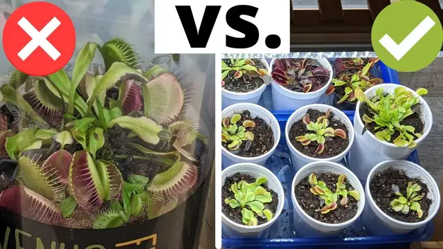 'Video thumbnail for The Complete Venus Flytrap Indoor Care Guide 馃尡'