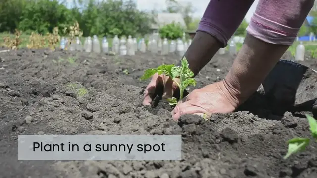 'Video thumbnail for When should you plant tomatoes?'