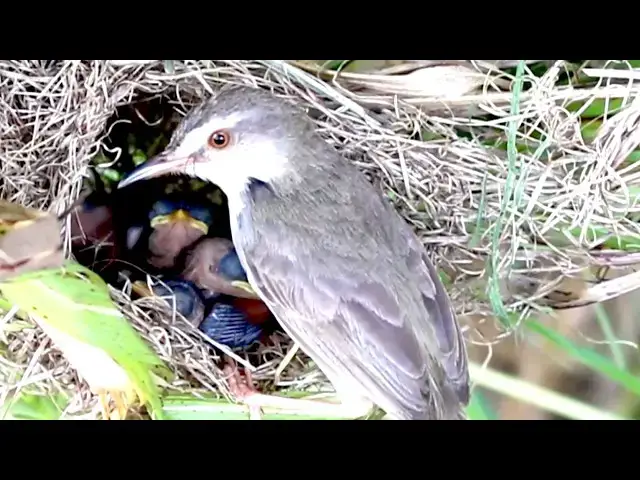 'Video thumbnail for Amazing of lake - bird Feeding Frenzy: Cuckoo Baby Dines on Nets at the Lake'