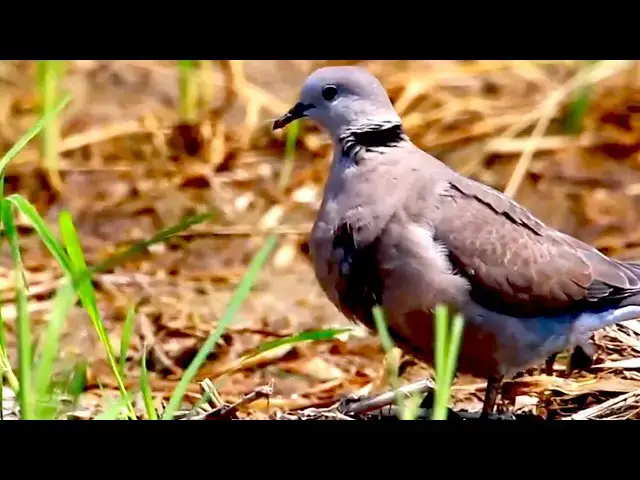 'Video thumbnail for Amazing of Lake - Top dove eat food in lake at fields'