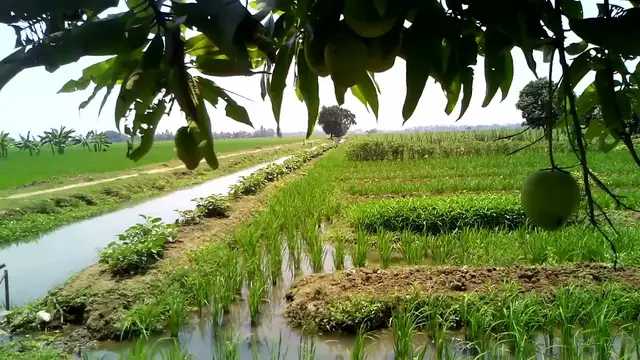 'Video thumbnail for Seruling Merdu  Sunda  Lagu Pengantar Petani Ke Sawah · ALFARIEZA [Audio Library Release]'