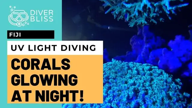 'Video thumbnail for UV Night Diving in Mantaray Island Resort, Fiji - Diver Bliss'