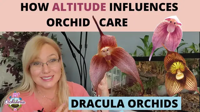 'Video thumbnail for Dracula Care Guide'