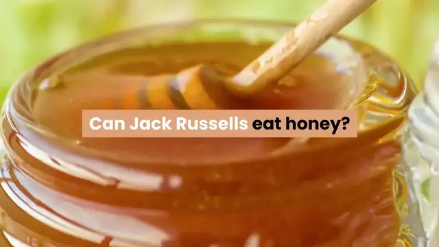 'Video thumbnail for Can Jack Russells Eat Honey?'