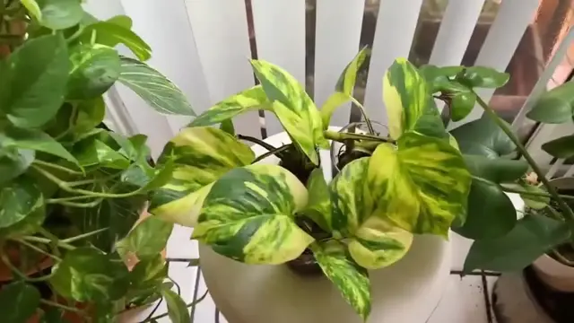 'Video thumbnail for Follow this One Secret to Grow Giant Pothos at Home '