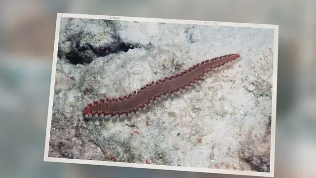 'Video thumbnail for Bristle Worm Ultimate Guide: How To Trap, Get Rid Of And What Eats Them'