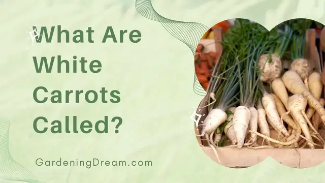 'Video thumbnail for What Are White Carrots Called'