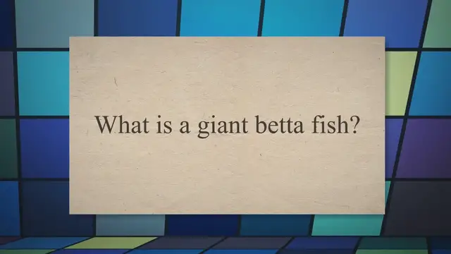 'Video thumbnail for Giant Betta All You Need To Know In 2022 With Real Images'