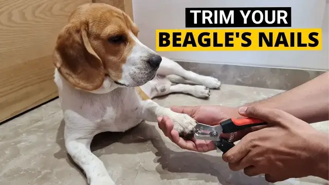 'Video thumbnail for How to Trim your Beagle's Nails at Home - (Beagle Grooming Part 1)'