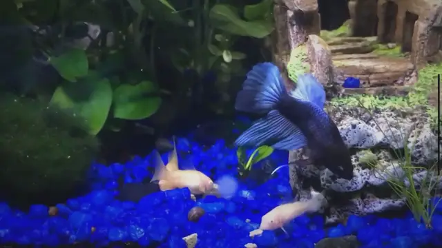'Video thumbnail for Tips and Tricks for Keeping Your Betta Fish Happy and Healthy'