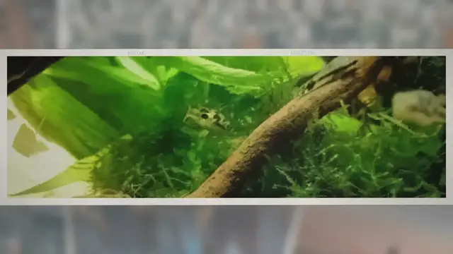 'Video thumbnail for Will Dwarf Puffers Eat Shrimp? – ShrimpTips'