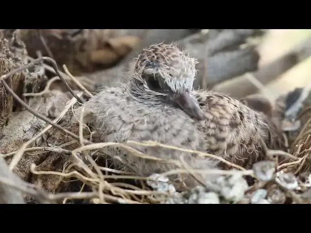 'Video thumbnail for Small baby dove bird stay on nest'