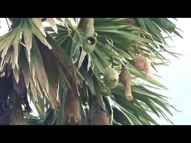 'Video thumbnail for A Maya bird   Golden bird making nest'