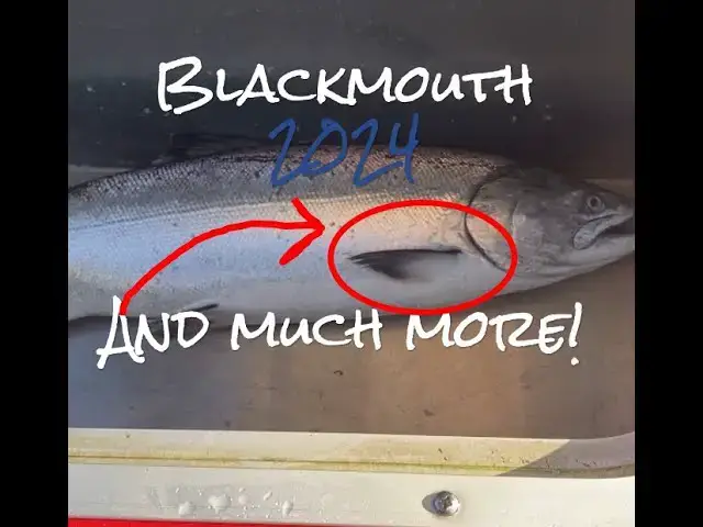 'Video thumbnail for 2024 Puget Sound Winter CHINOOK SALMON Update, Salmon Predators, and MORE'