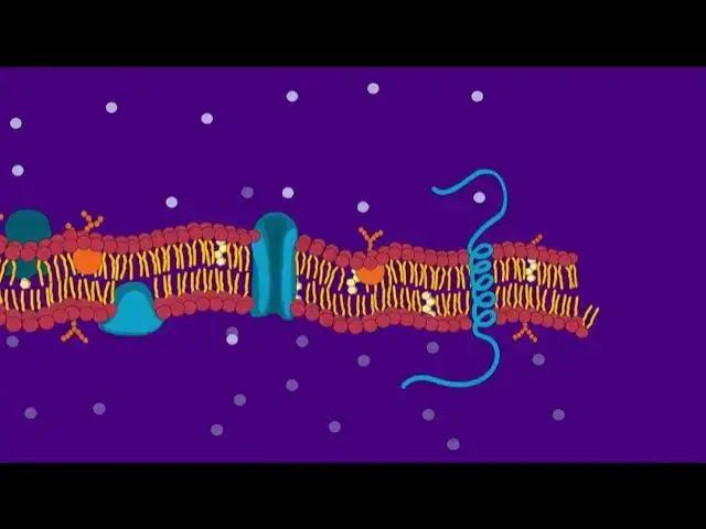 'Video thumbnail for The Cell Membrane Explained Cell Membrane Structure And Function'