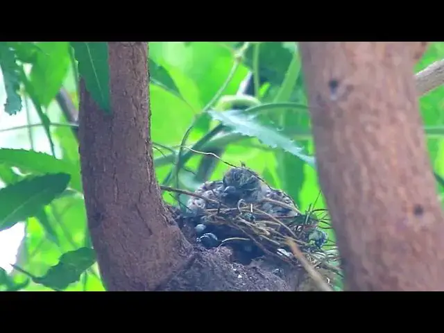 'Video thumbnail for wild dove cry call other dove'