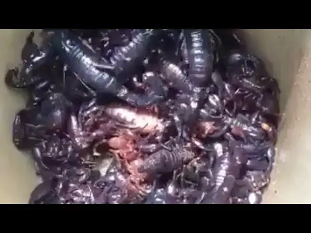 'Video thumbnail for A lot of scoper insect'