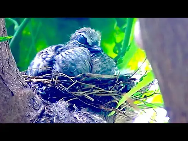 'Video thumbnail for On nest baby dove on here #DoveForest @DoveFores'