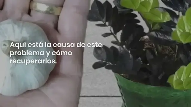 'Video thumbnail for ¿Tus hojas de ciclamen se han vuelto amarillas? Aquí está la causa de este problema y cómo recuperarlos:'