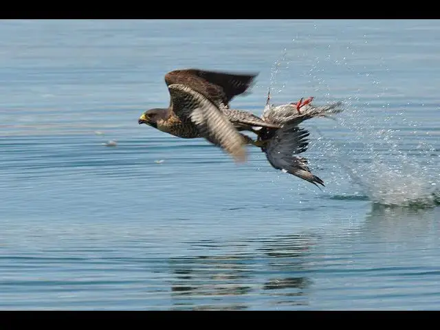 'Video thumbnail for 8 Facts About Peregrine Falcons'