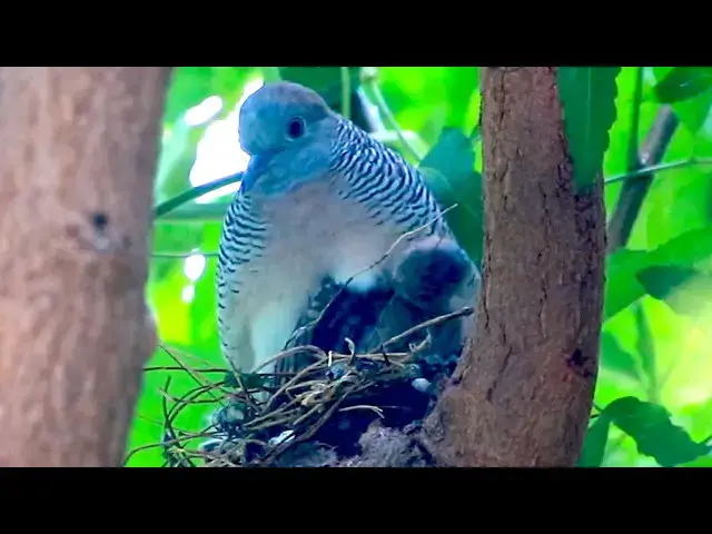 'Video thumbnail for Amazing of lake - Mother of dove bird take care baby on nest'