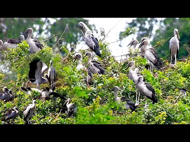 'Video thumbnail for Amazing of Lake - bird in lake at Avean Zoo lake'
