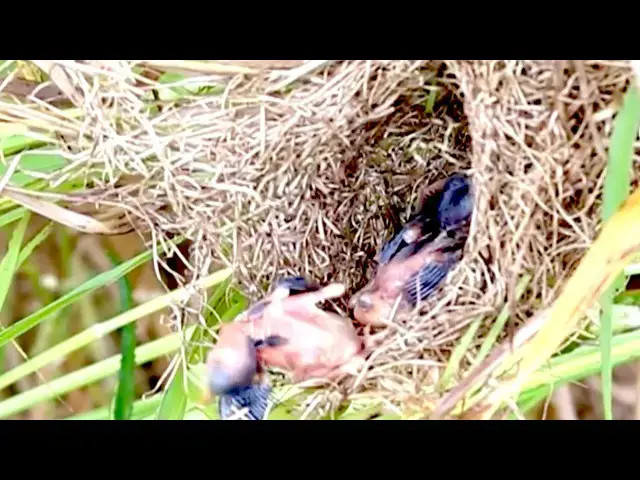 'Video thumbnail for Amazing of Lake - baby  Cuckoo bird  cry eat food'