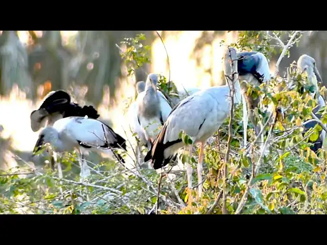 'Video thumbnail for Amazing of wild bird  - Feathered Melodies: Lake's Top Baby Bird Nesting Site'